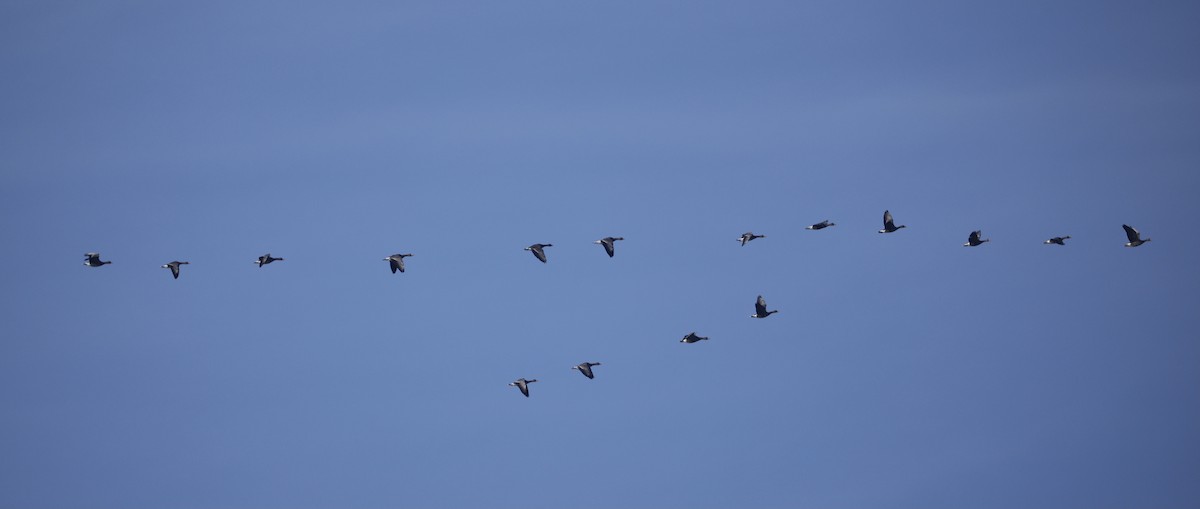 Greater White-fronted Goose - ML646228149