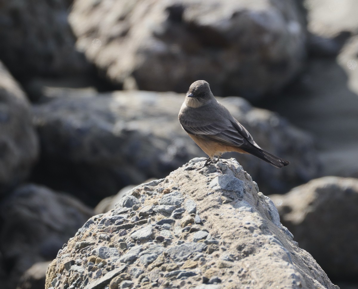 Say's Phoebe - ML646228150