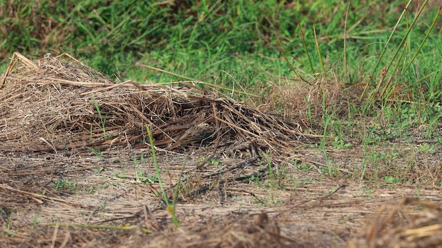 Gray-necked Bunting - ML646228151
