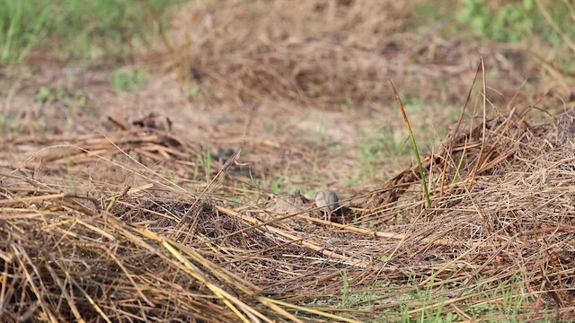 Gray-necked Bunting - ML646228152