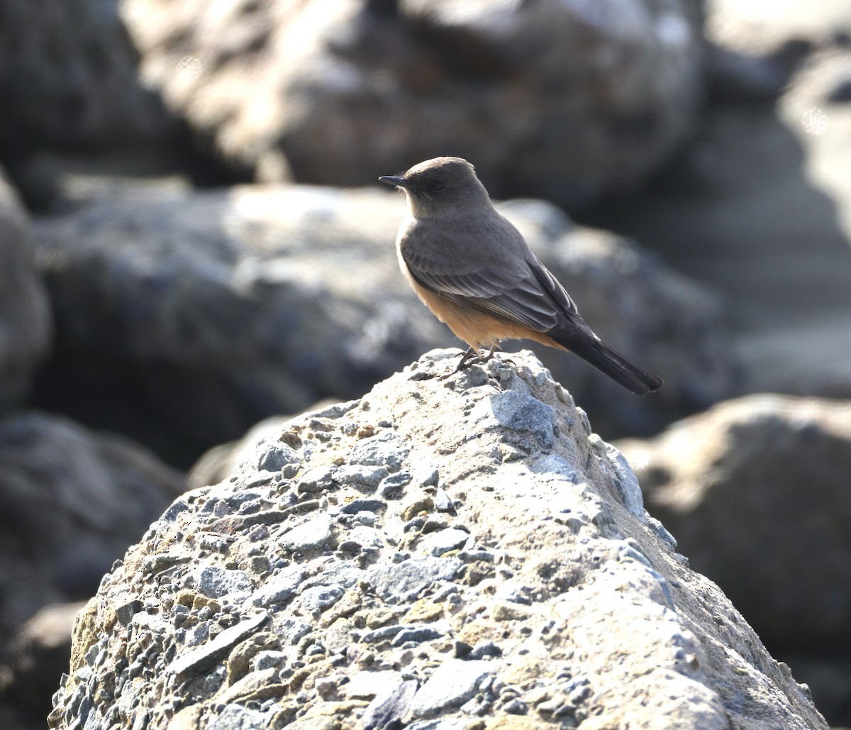 Say's Phoebe - ML646228153
