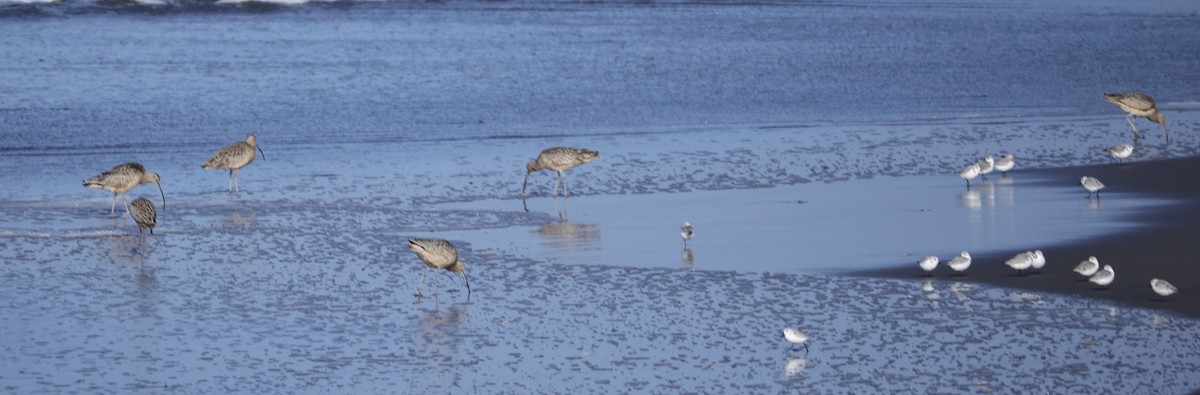 Кульон американський - ML646228155