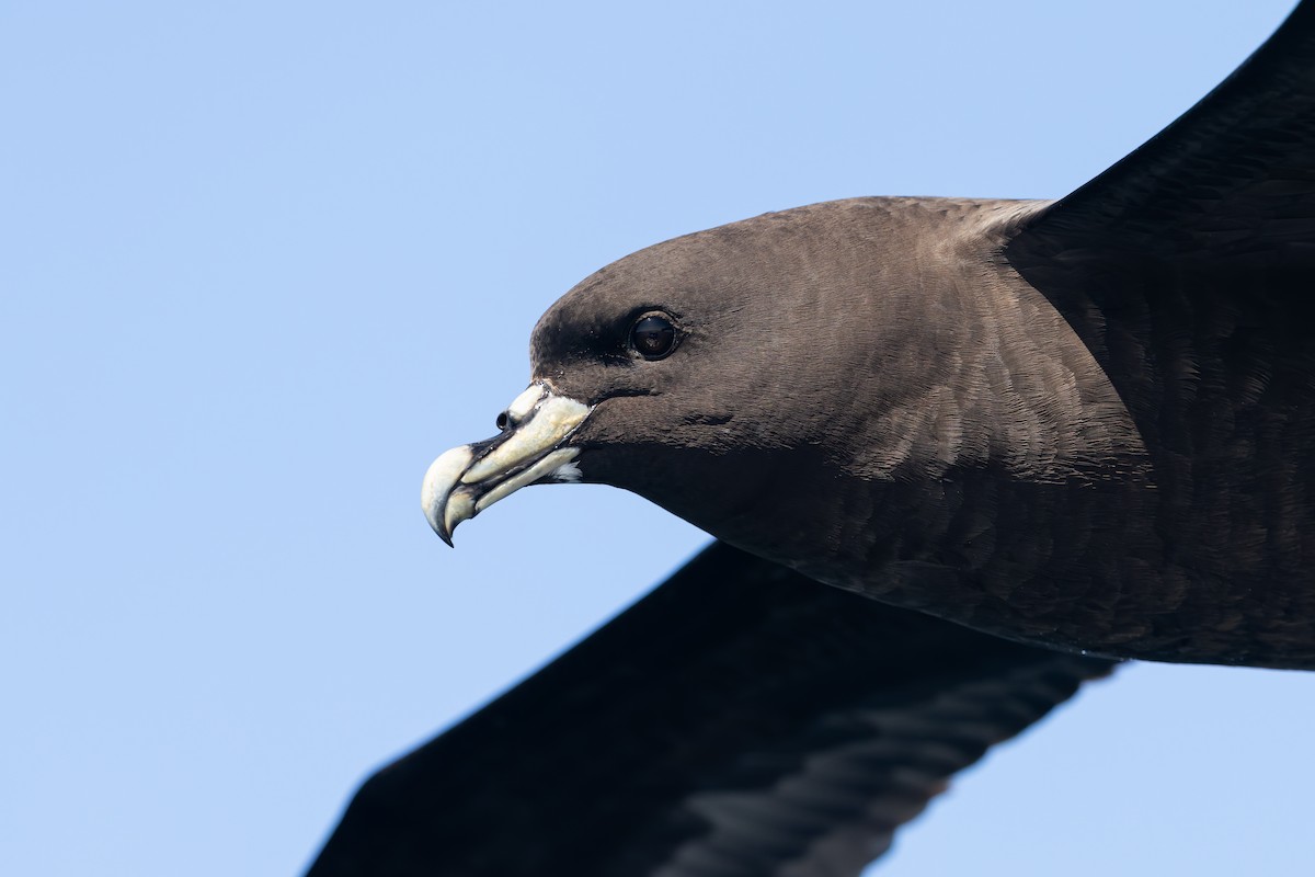 Beyaz Gıdılı Yelkovan - ML646228156