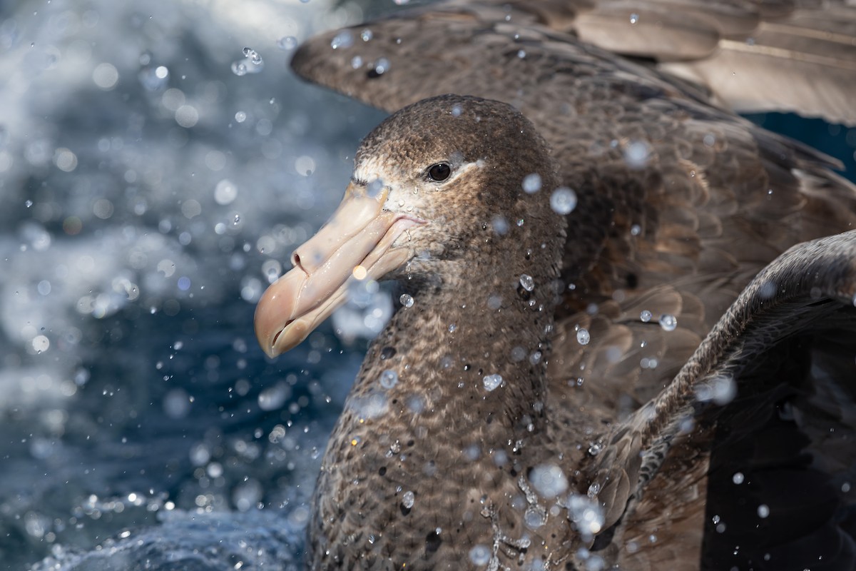 Northern Giant-Petrel - ML646228157
