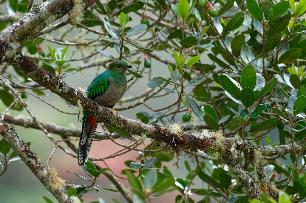 Resplendent Quetzal (Costa Rican) - ML646228177