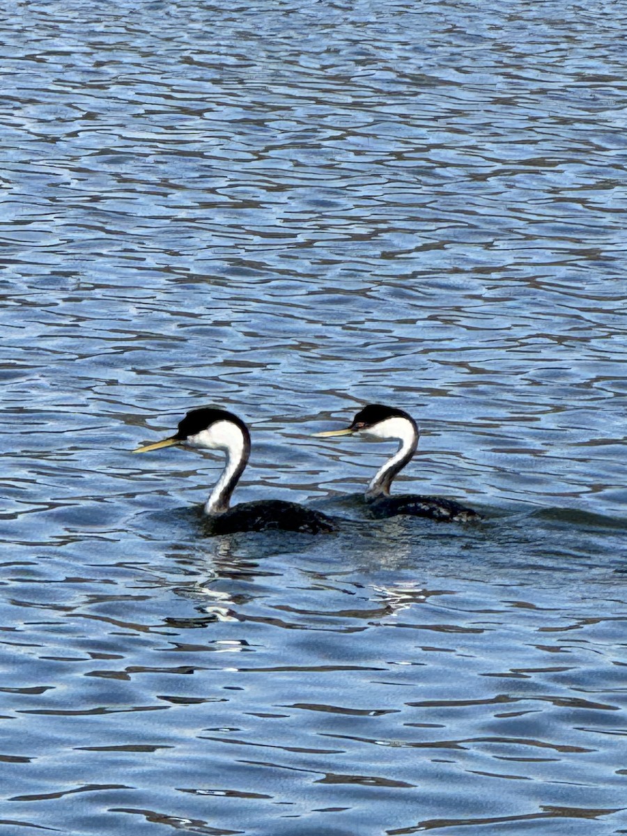 Western Grebe - ML646228178