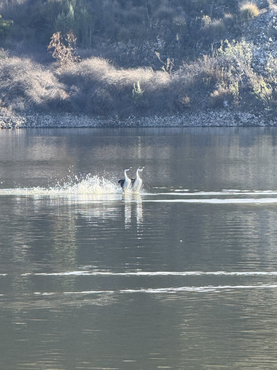 Western Grebe - ML646228179