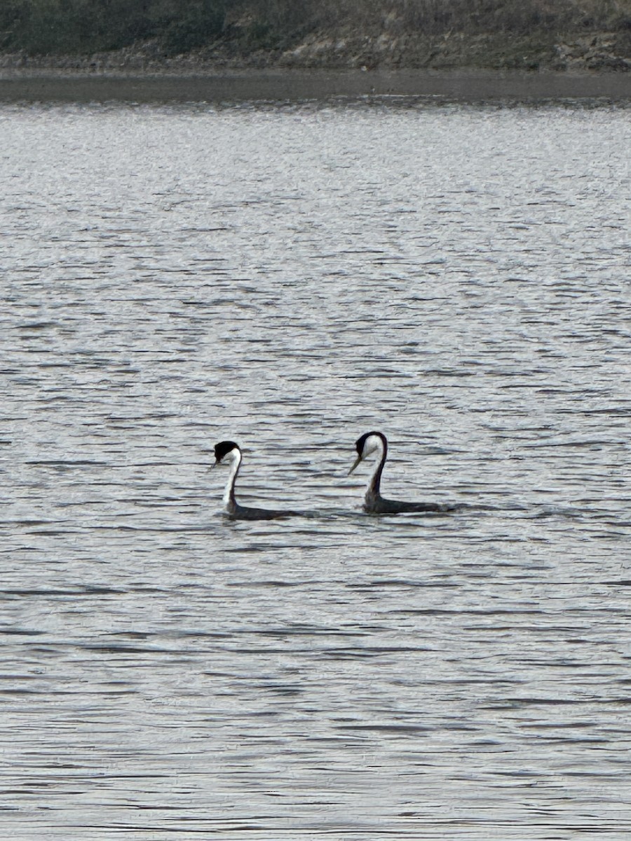 Western Grebe - ML646228180