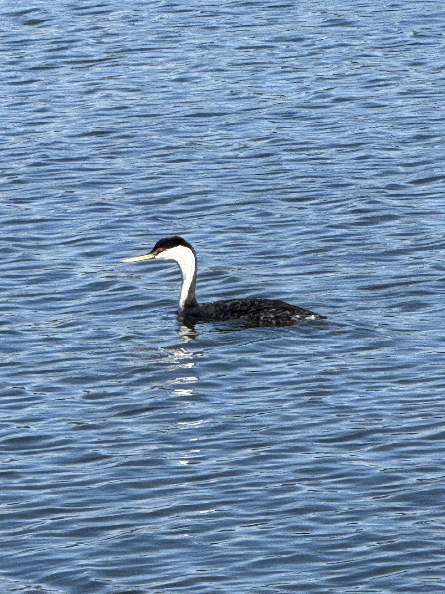 Western Grebe - ML646228181