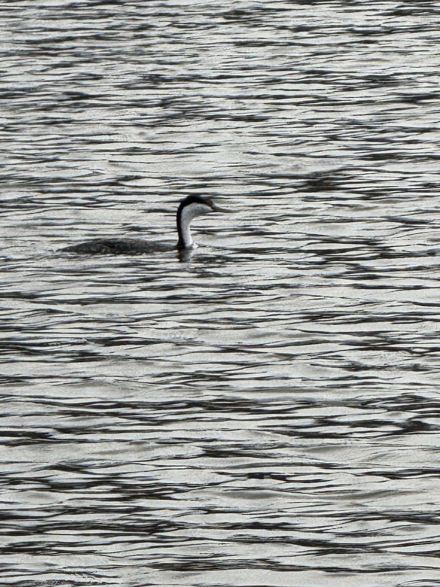 Western Grebe - ML646228182