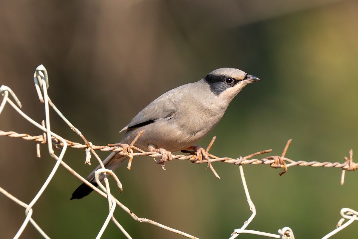 Hypocolius - ML646228183