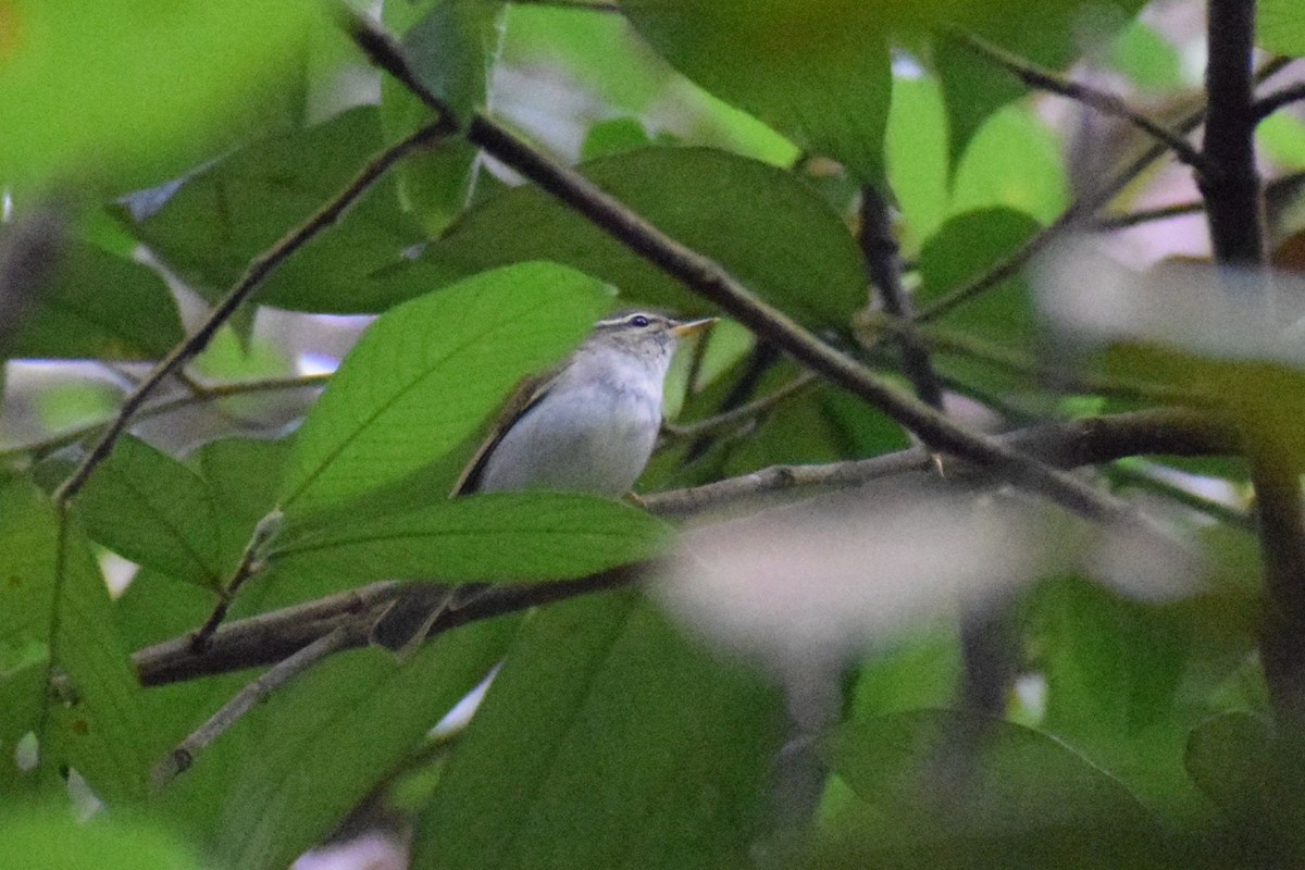 budníček severní - ML646228194