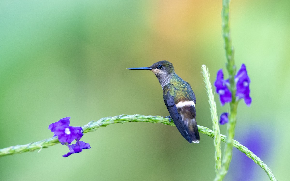 Butterfly Coquette - ML646228195