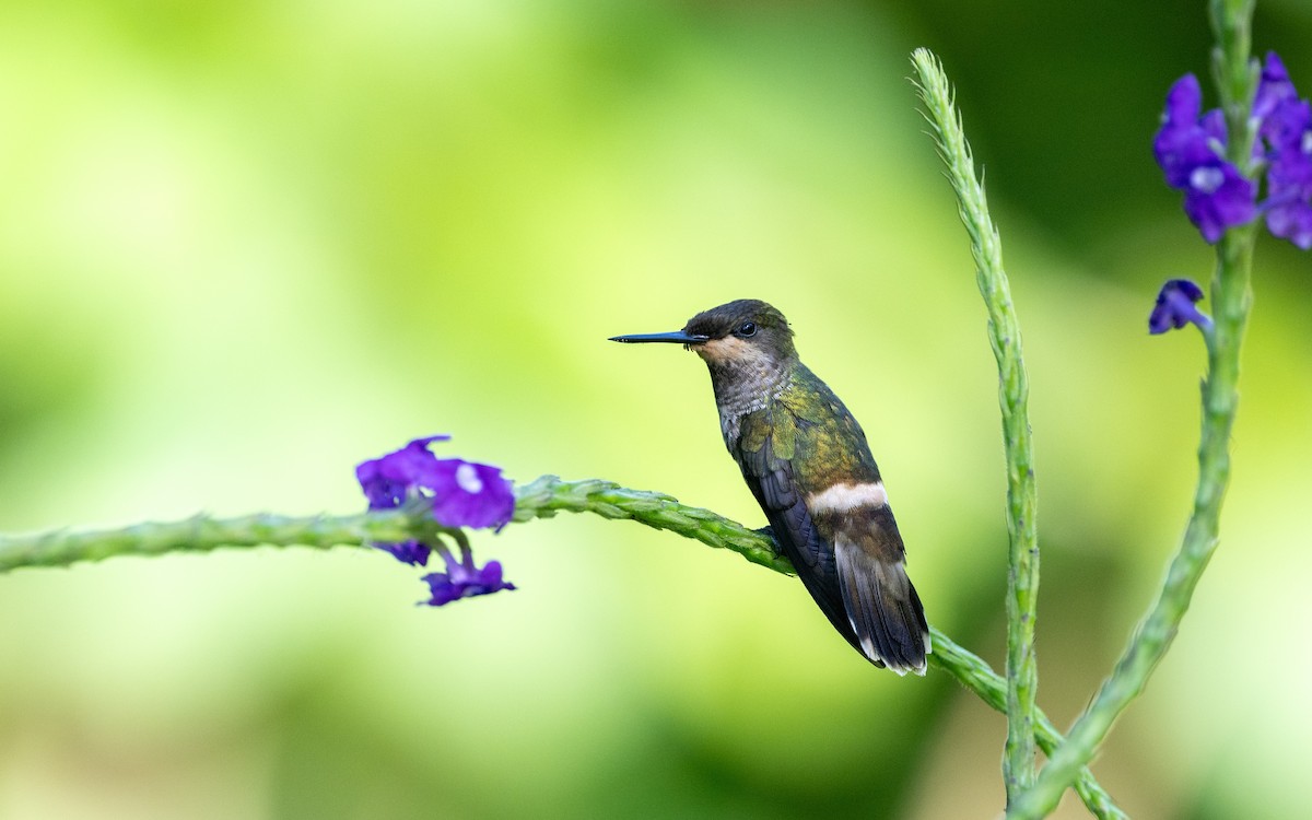 Butterfly Coquette - ML646228196