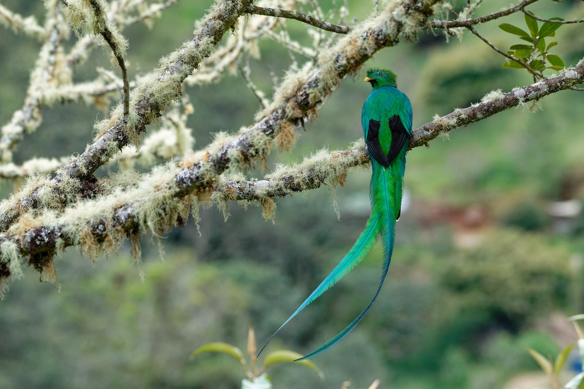 Resplendent Quetzal (Costa Rican) - ML646228198