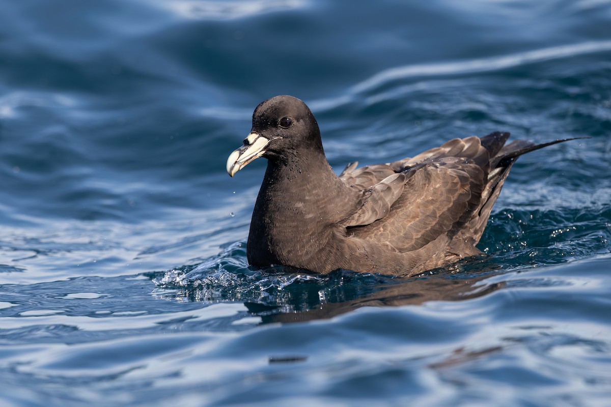 Beyaz Gıdılı Yelkovan - ML646228200