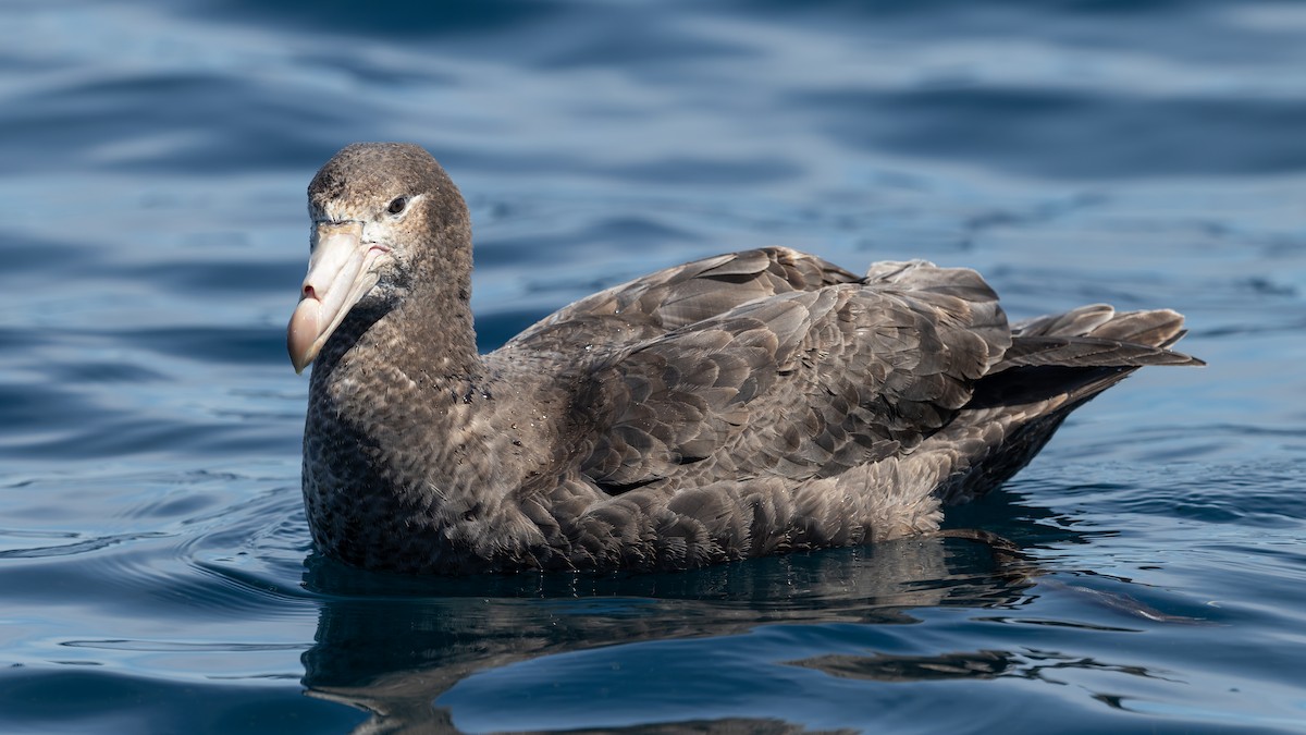 Northern Giant-Petrel - ML646228201
