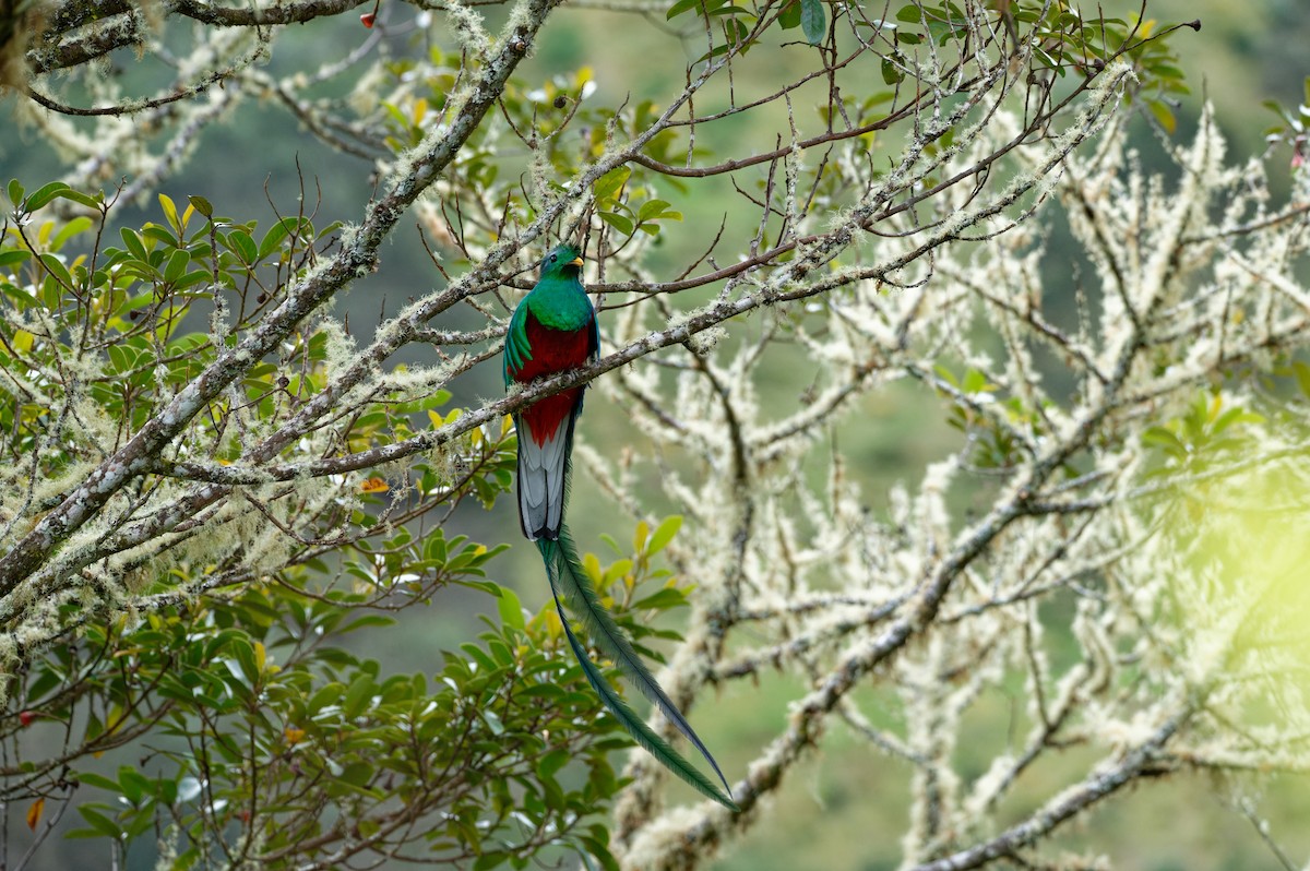 Resplendent Quetzal (Costa Rican) - ML646228207