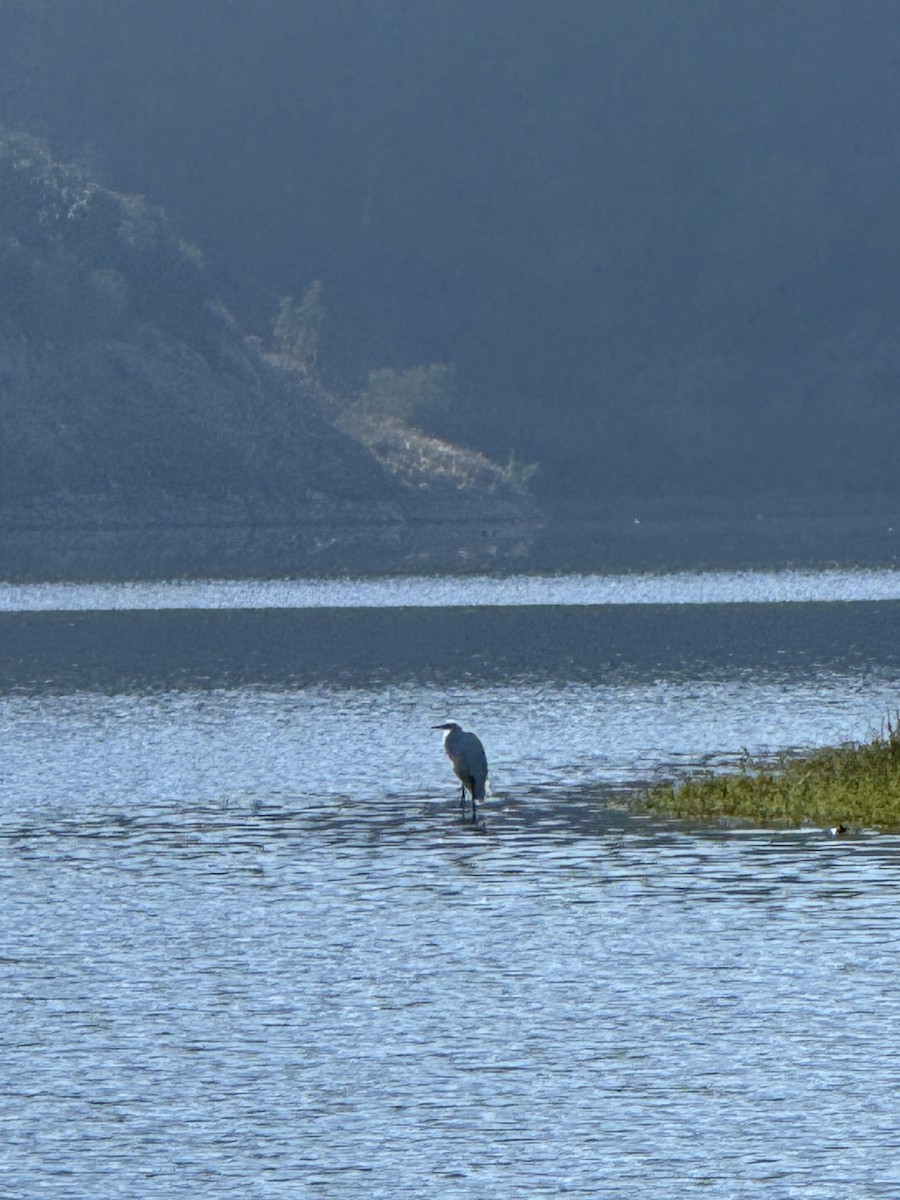 Great Egret - ML646228208