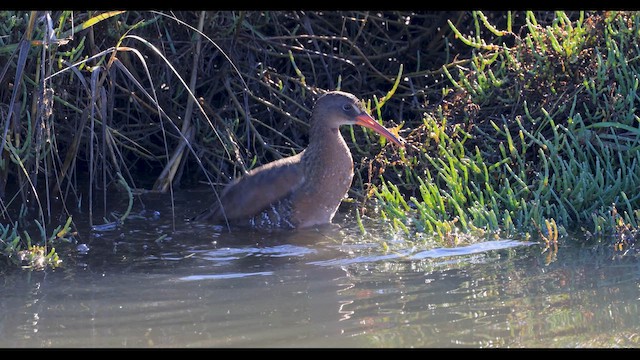 Ridgway's Rail (Light-footed) - ML646228213