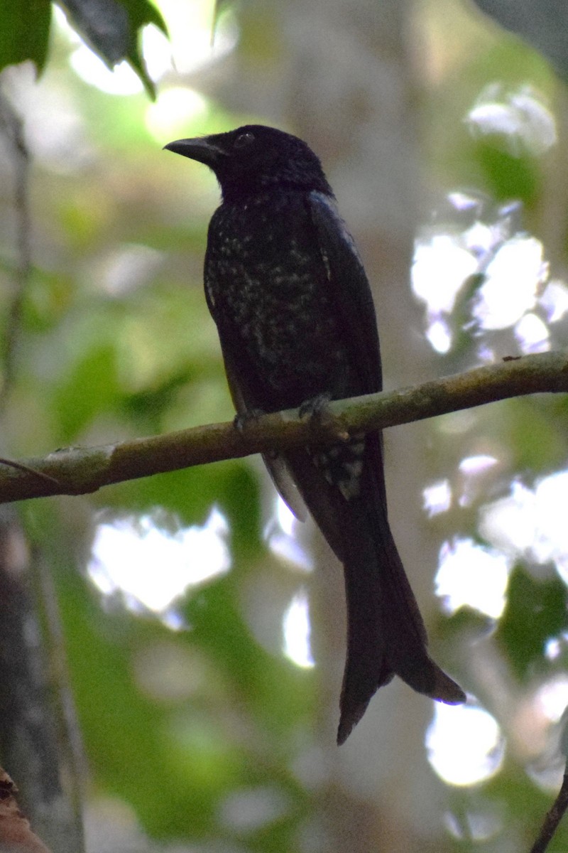 drongo vraní - ML646228221