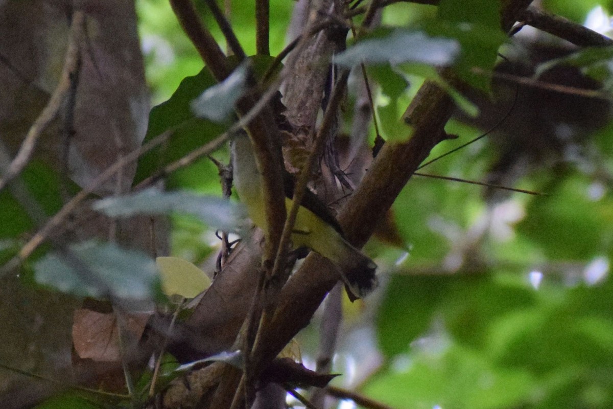 pavoučník bělavohrdlý - ML646228223