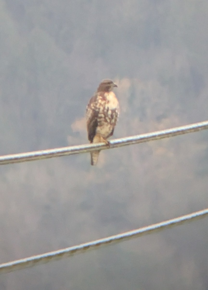 Канюк неоарктичний - ML646228224