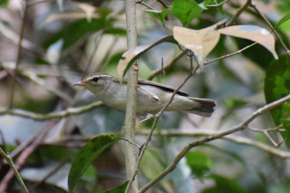 budníček severní - ML646228231