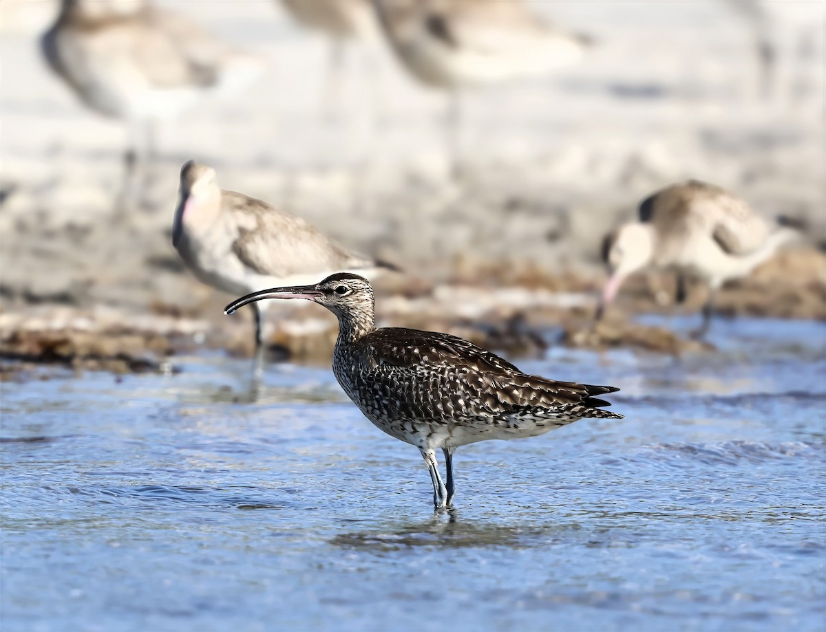 Eurasian Whimbrel - ML646228232