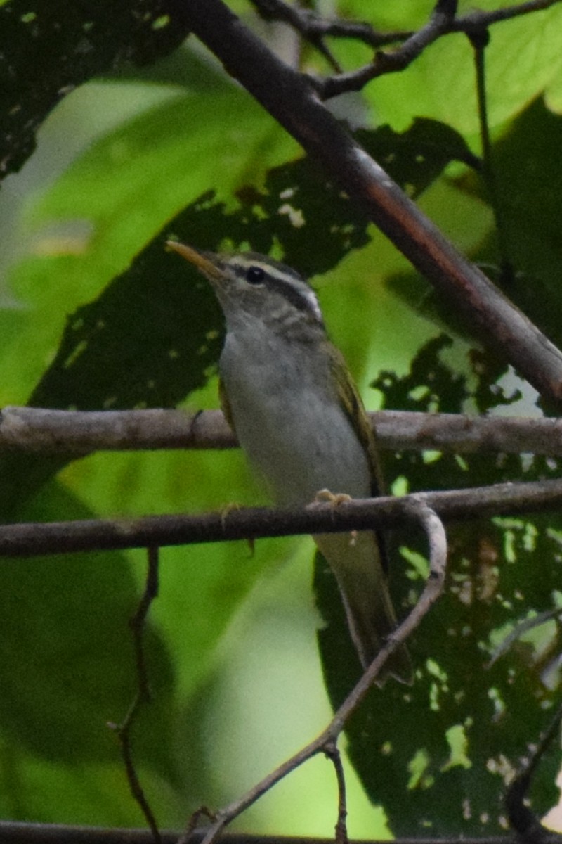 budníček korunkatý - ML646228238