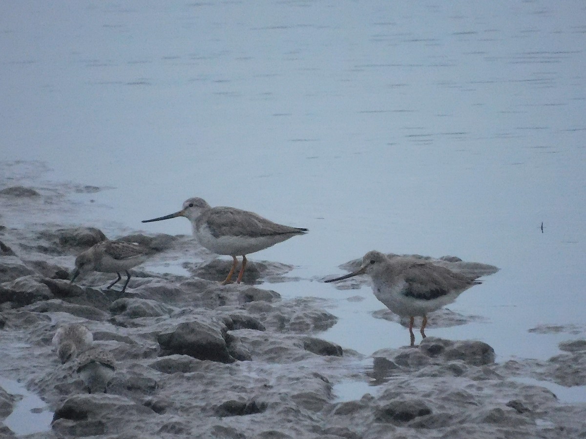 Terek Sandpiper - ML646228241