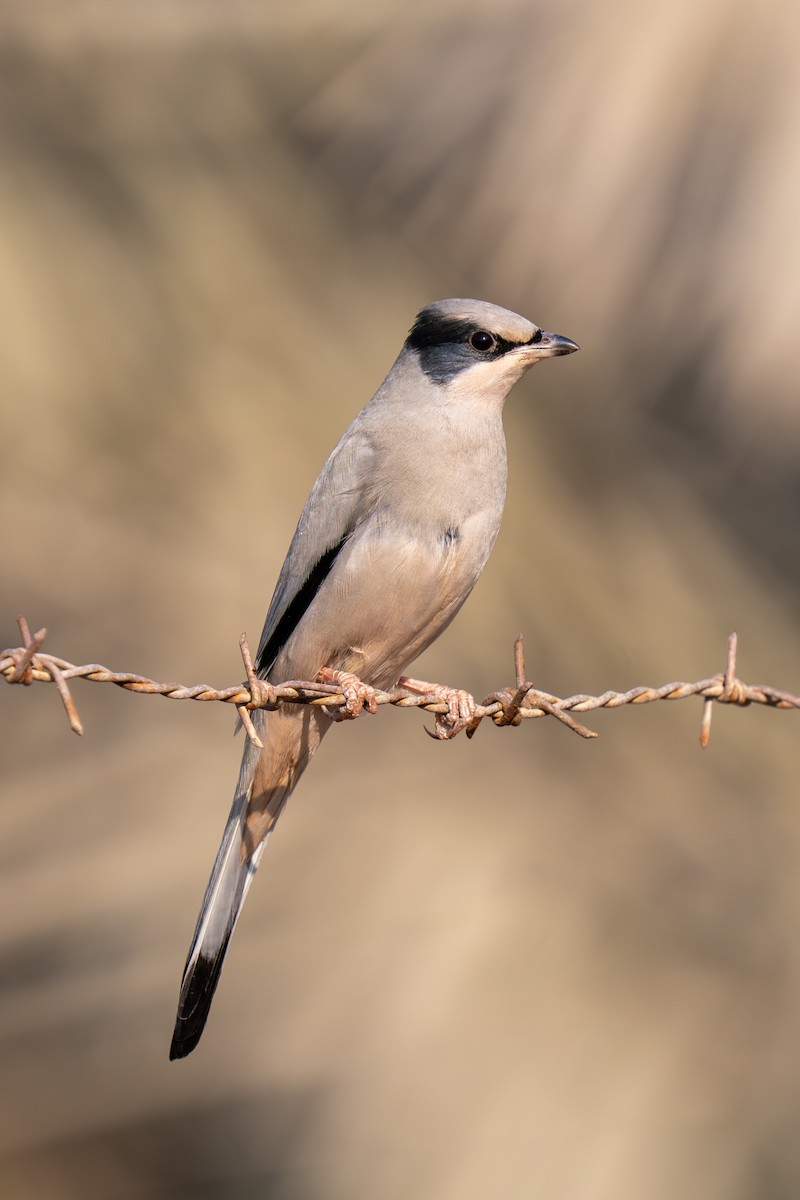 Hypocolius - ML646228244