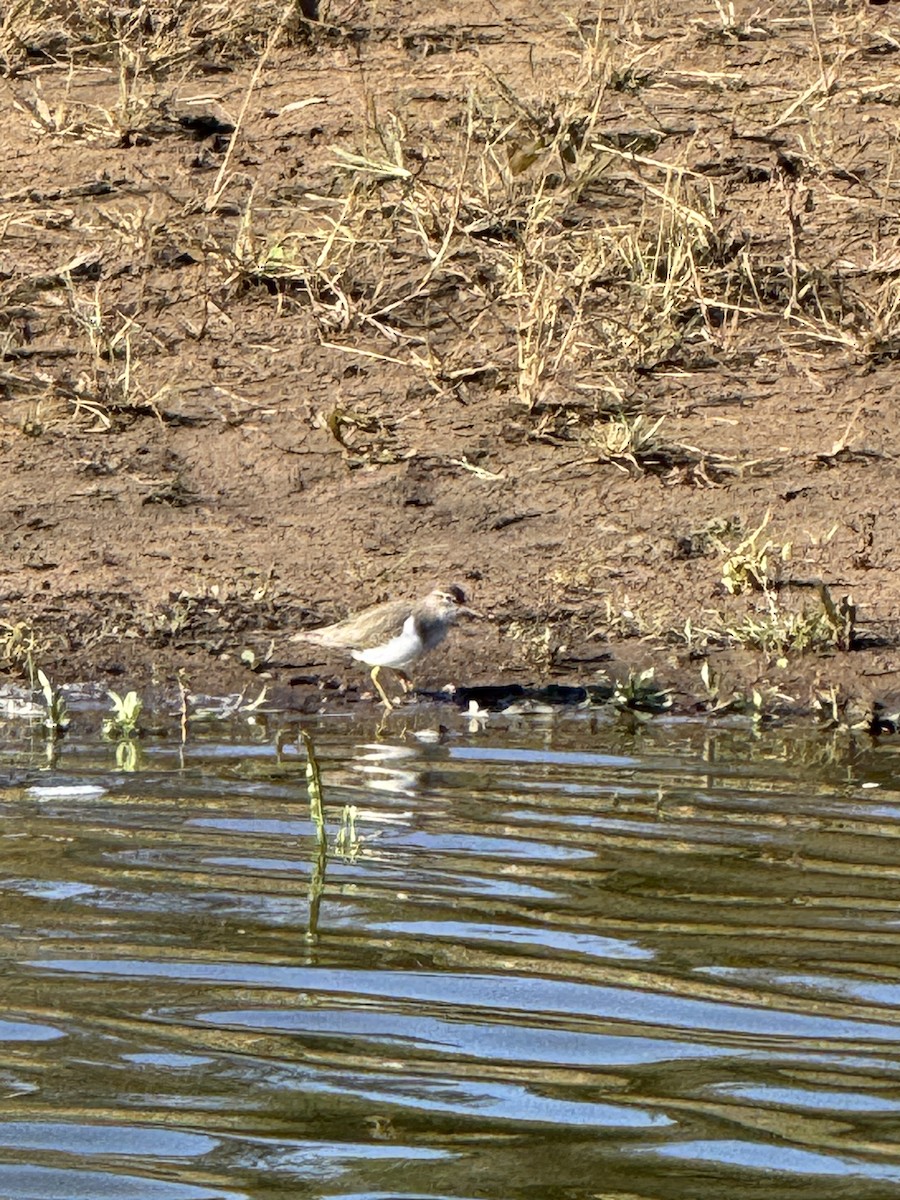 Spotted Sandpiper - ML646228257