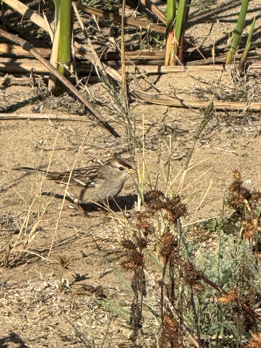 White-crowned Sparrow - ML646228273