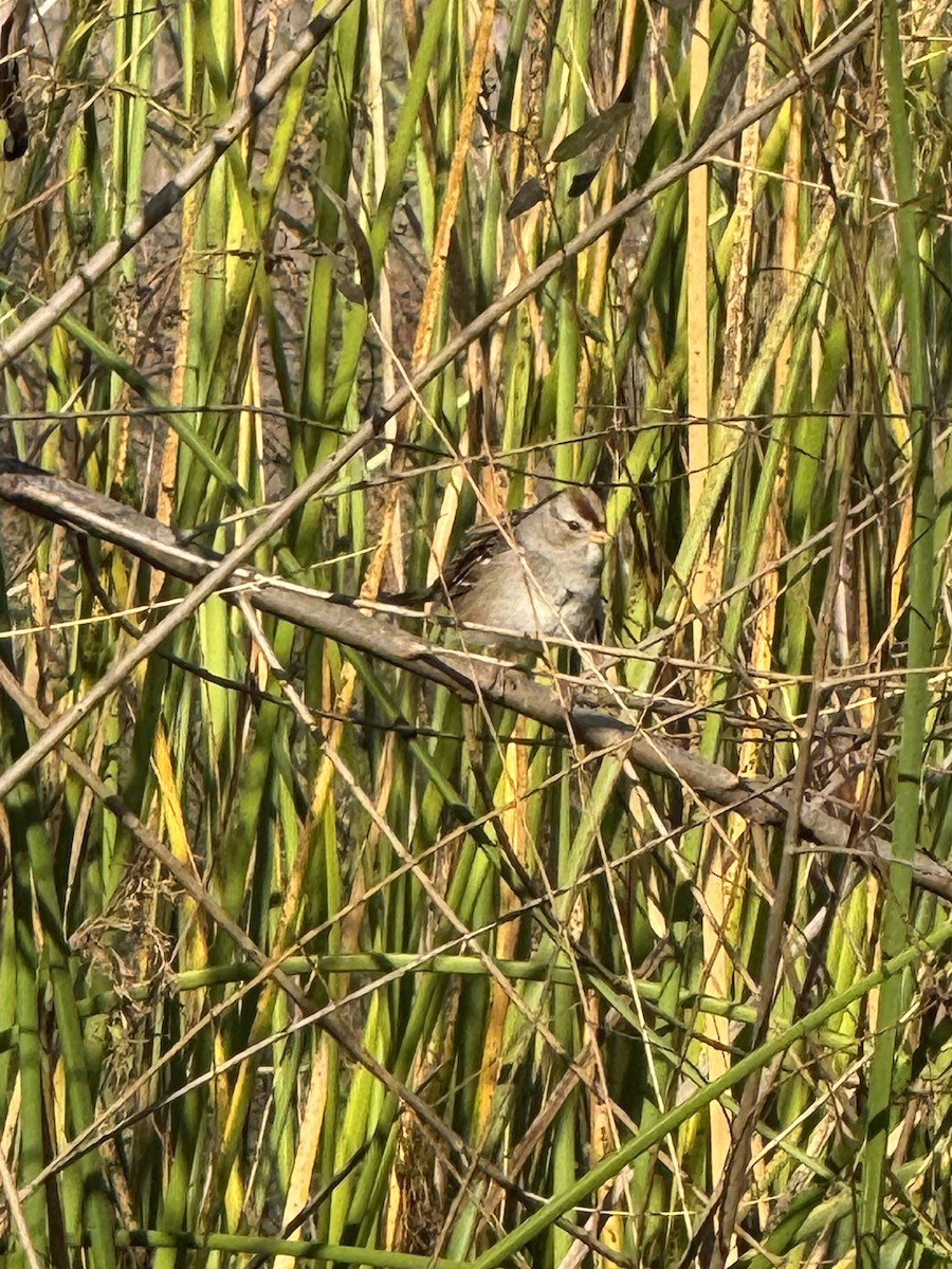 White-crowned Sparrow - ML646228274