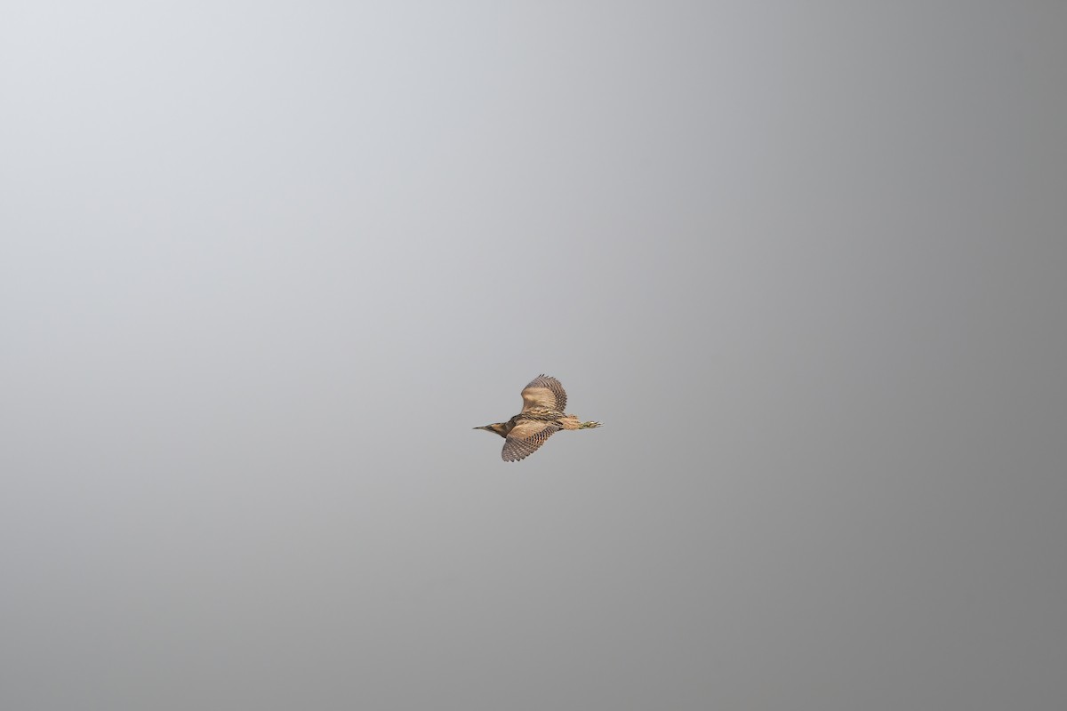 Eurasian Bittern - ML646228275