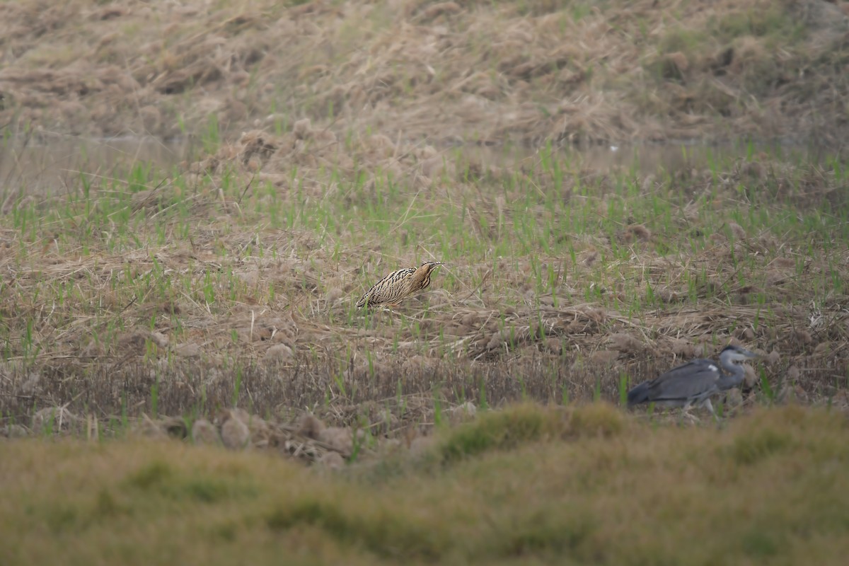 Eurasian Bittern - ML646228276