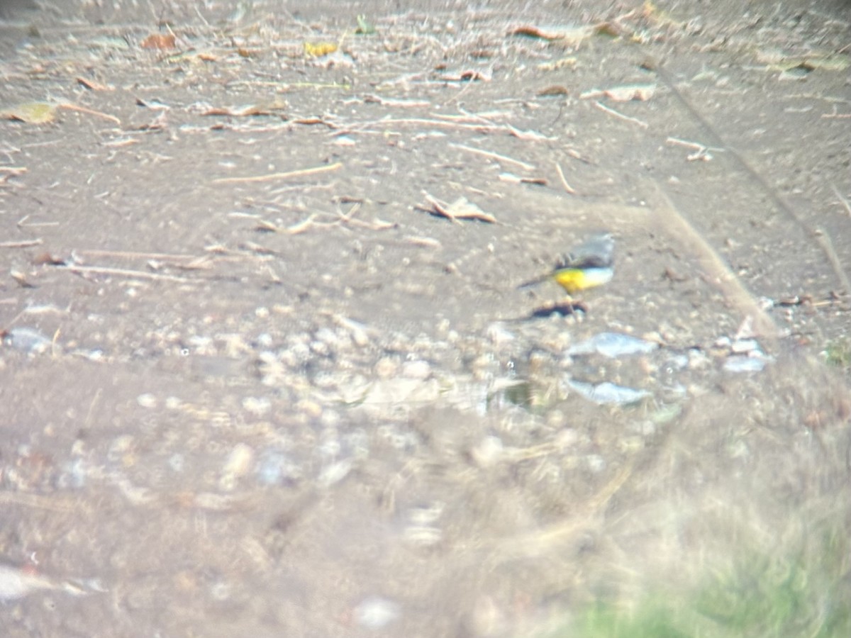 Gray Wagtail - ML646228278