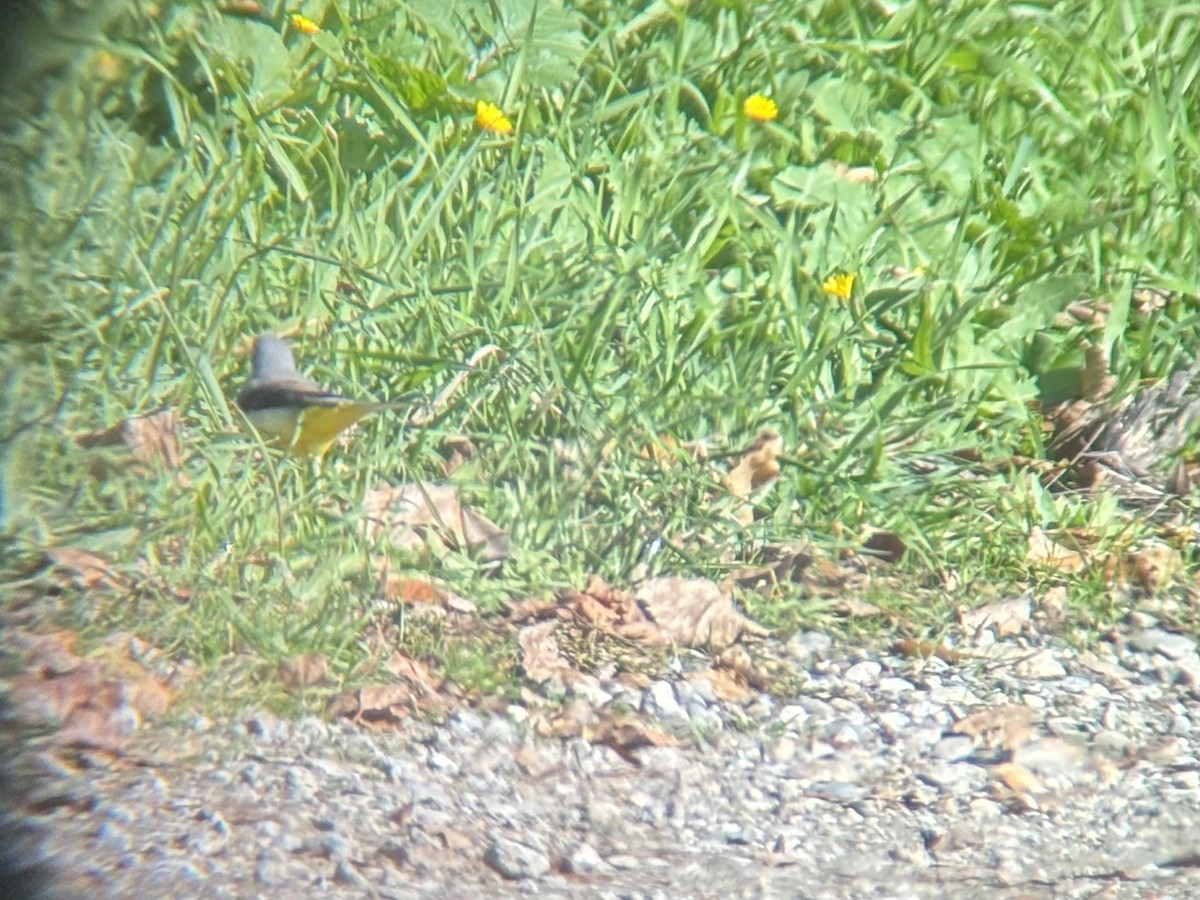 Gray Wagtail - ML646228279