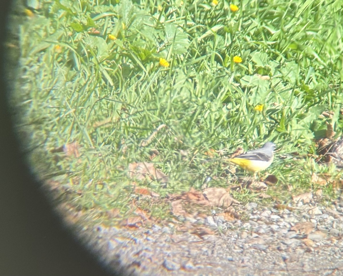 Gray Wagtail - ML646228280