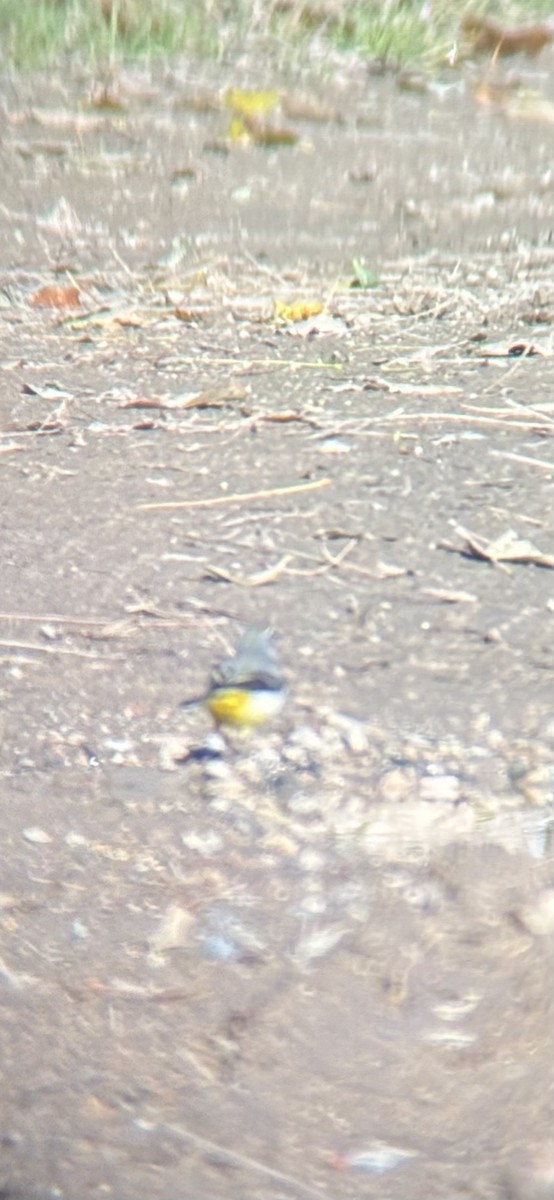 Gray Wagtail - ML646228281