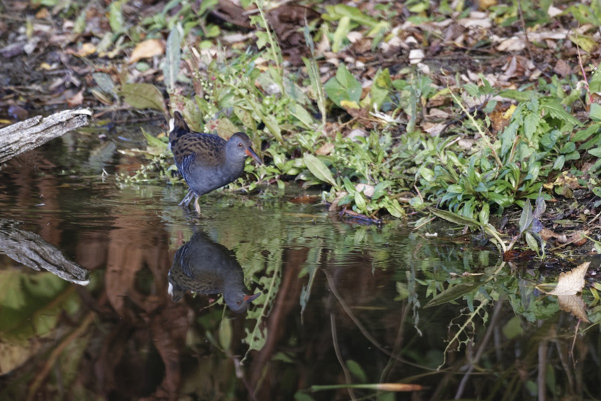 Water Rail - ML646228282