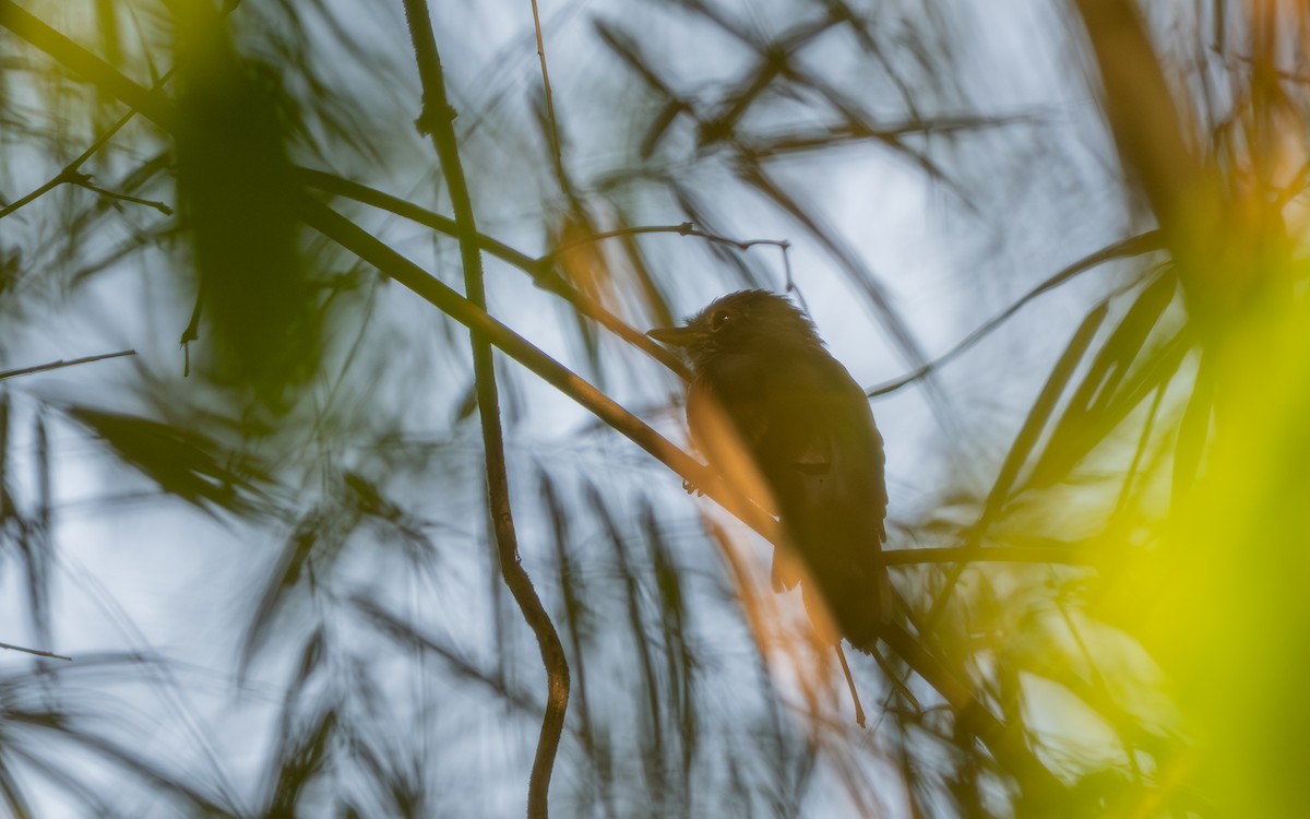 Peruvian Recurvebill - ML646228283