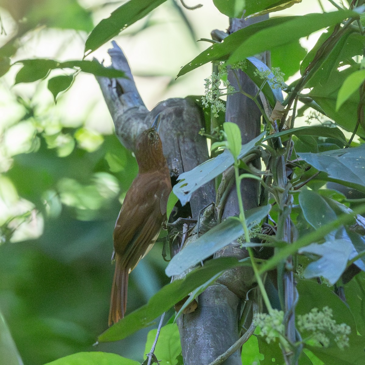 Peruvian Recurvebill - ML646228284
