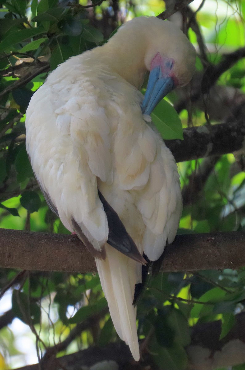 Red-footed Booby - ML646228285
