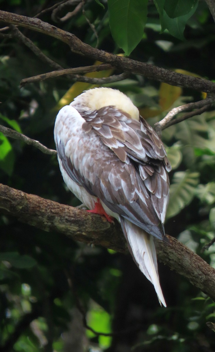 Red-footed Booby - ML646228286