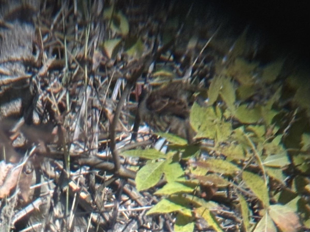 Cirl Bunting - ML646228287