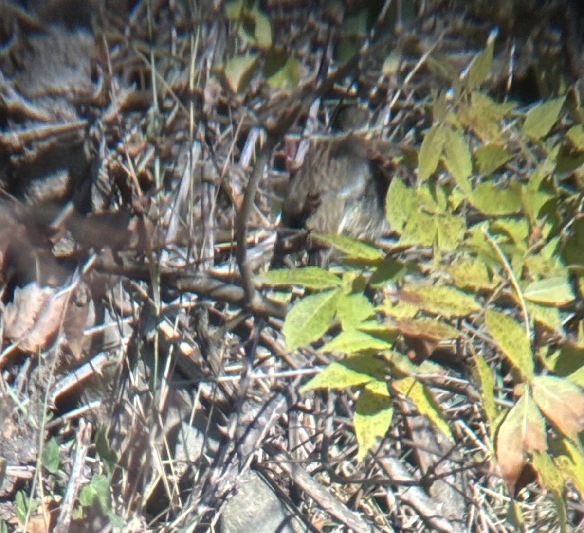 Cirl Bunting - ML646228288