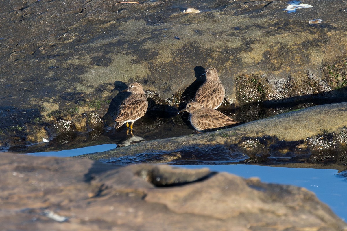 Least Sandpiper - ML646228289
