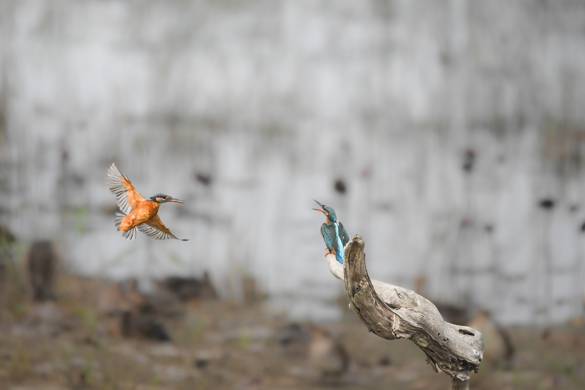 Common Kingfisher - ML646228290